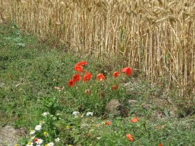 Mohn.Ährenfeld.JPG